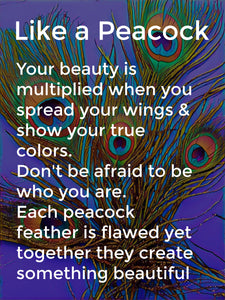Peacock Pride & Prejudice